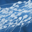 low sperm count, male infertility crisis, male fertility, male infertility, falling sperm count