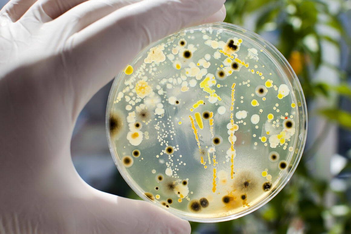 helicobacter pylori, infertility, bacterial