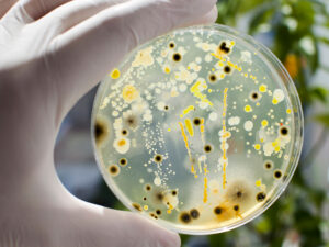 helicobacter pylori, infertility, bacterial
