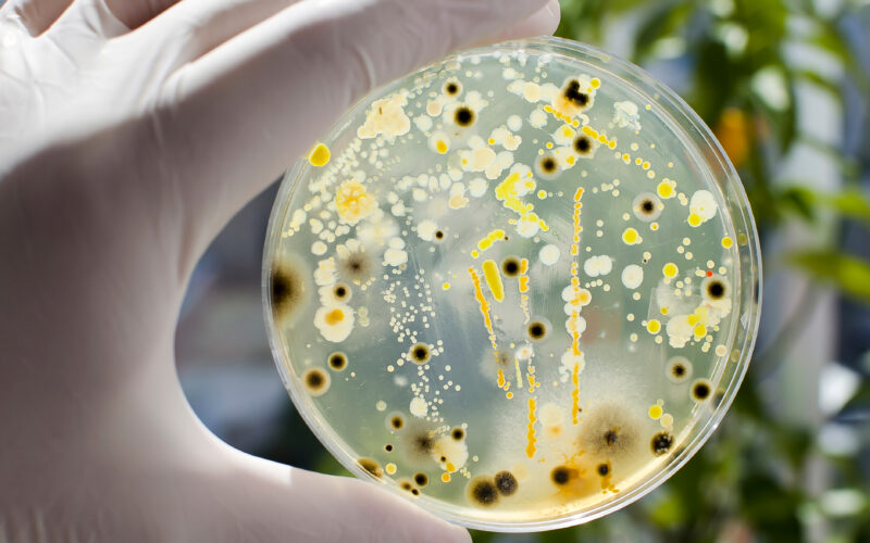 Helicobacter pylori, infertilité, bactérien