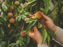 ovarian cysts, cysts and fertility, reproductive health