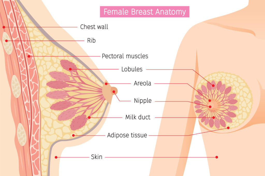 https://naturalwomanhood.org/wp-content/uploads/breast-anatomy-1024x683.jpeg