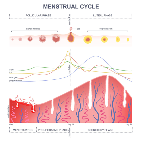 fam-basics-what-is-the-follicular-phase-of-the-menstrual-cycle