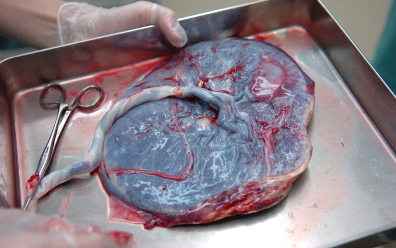 placenta function